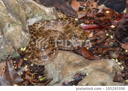 Malagasy Cat-eyed Snake, Madagascarophis colubrinus, Kirindy Forest, Madagascar wildlife 105293398