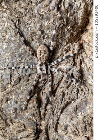 Ornamental Wandering Spider, Viridasius fasciatus, Kivalo Madagascar wildlife Ornamental Wandering Spider, Viridasius fasciatus, Kivalo Madagascar wildlife 105293400