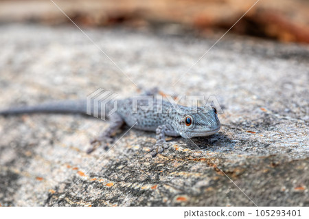 Thicktail day gecko, Phelsuma mutabilis, Miandrivazo, Madagascar Thicktail day gecko, Phelsuma mutabilis, Miandrivazo, Madagascar 105293401
