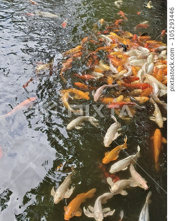 fish, fishes, carp 105293446