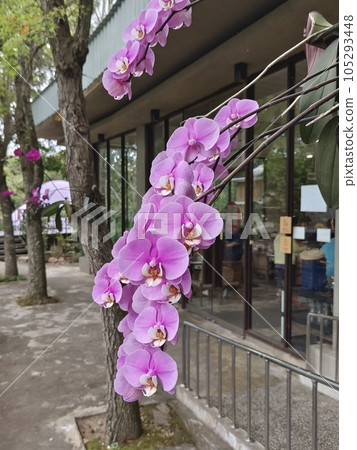 flower, blossoms, flowers 105293448