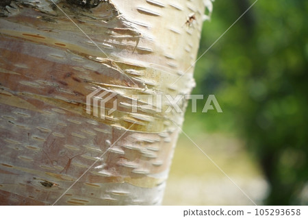 Kamikochi Summer 2023 105293658