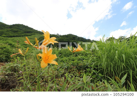 2023 年 7 月，群馬縣谷川岳天神平盛開的黃花菜 105294100