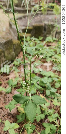 Cryptotaenia japonica, Beinan Township Cryptotaenia japonica, Beinan Township 105294362