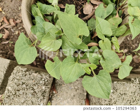 Pig Thigh, Beinan Township, Taitung County Pig Thigh, Beinan Township, Taitung County 105294363