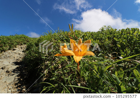 Tanigawadake mountain trail in Gunma Prefecture in July 2023 105295577