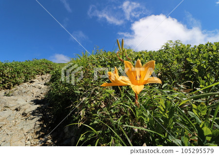 Tanigawadake mountain trail in Gunma Prefecture in July 2023 Tanigawadake mountain trail in Gunma Prefecture in July 2023 105295579