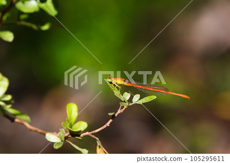 Common Orange Citril Damselfly On Leaf (Ceriagrion glabrum) 105295611