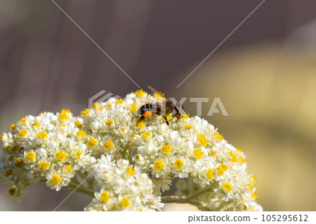 Cape Honey Bee (Apis mellifera capensis) Collecting Pollen On Everlasting Flowers 105295612