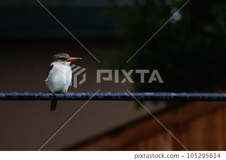 Brown-hooded Kingfisher Perched In Summer Rain (Halcyon albiventris) 105295614