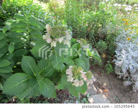 The white ball-shaped flower is a forehead hydrangea flower 105295645