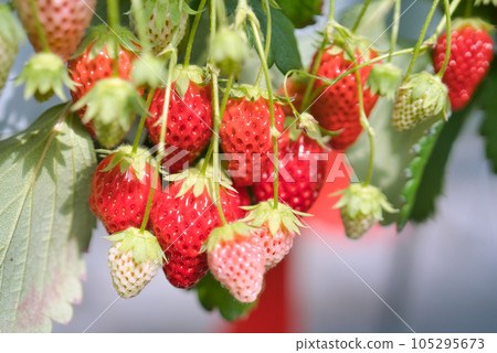 A lot of strawberry picking strawberries A lot of strawberry picking strawberries 105295673