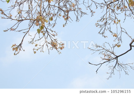 Young leaves of sacred tree and sky. 105296155