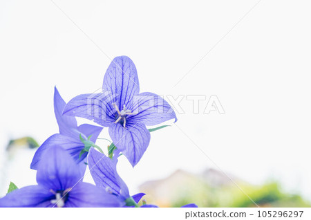 涼爽地綻放的風鈴草 涼爽地綻放的風鈴草 105296297