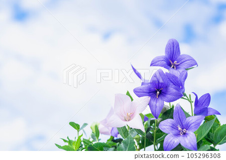 涼爽地綻放的風鈴草 105296308
