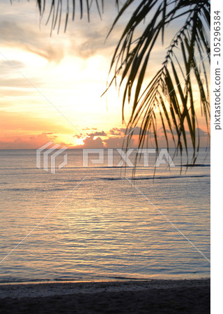 beach sunset with palm trees beach sunset with palm trees 105296384