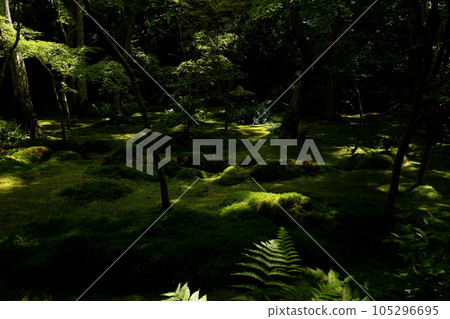 Moss and snow leaves 105296695