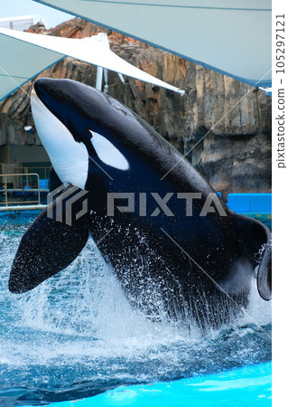名古屋港水族館的虎鯨 名古屋港水族館的虎鯨 105297121