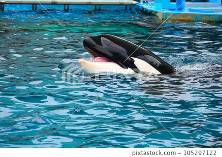 名古屋港水族館的虎鯨 105297122