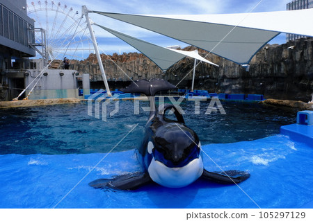Killer whales at Nagoya Port Aquarium Killer whales at Nagoya Port Aquarium 105297129