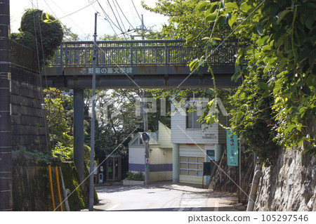 Landscape around the grave of wild chrysanthemum 105297546