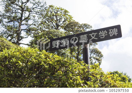 在野生菊花的墳墓周圍環境美化 在野生菊花的墳墓周圍環境美化 105297550