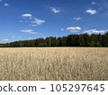 Golden wheat field, forest belt and clear blue sky with clouds on a sunny day. Ripe golden spikelets of wheat. 105297645