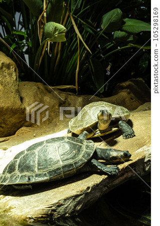 Arrau turtle Podocnemis expansa, South American Amazon river turtle. Arrau turtle Podocnemis expansa, South American Amazon river turtle. 105298169