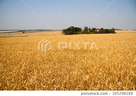 Kharkiv, Ukraine. Golden wheat ripens in an agricultural field where cereals are harvested. Golden grain grains. 105298289