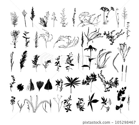 Set of wild meadow herbs and flowers. Hand drawn black and white vector illustration. Isolated elements for design. Set of wild meadow herbs and flowers. Hand drawn black and white vector illustration. Isolated elements for design. 105298467