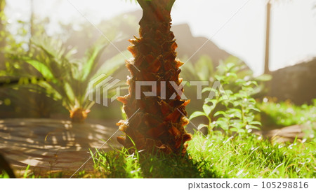 Palm trees at the Botanical Garden Palm trees at the Botanical Garden 105298816