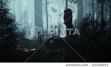 Pine forest with the last of the sun shining through the trees 105298842