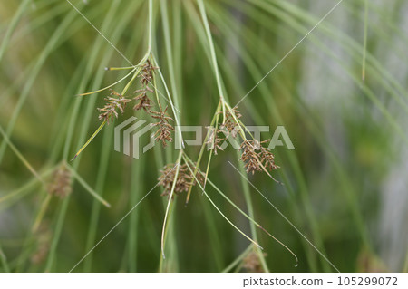 Papyrus sedge 105299072