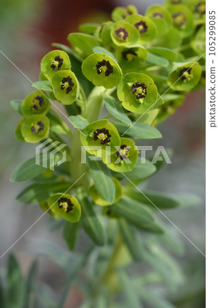 Spurge Black Pearl Spurge Black Pearl 105299085