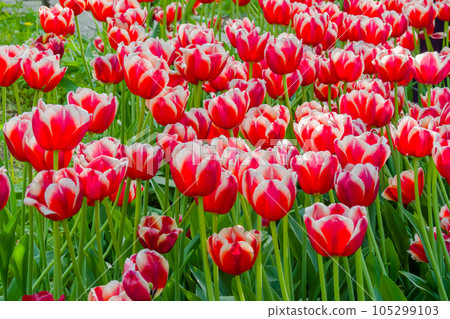Colorful spring meadow with red and white tulip dutch design flowers 105299103