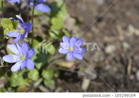 Liverwort 105299104