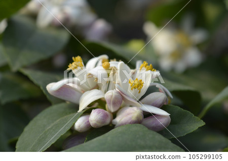 Meyer lemon 105299105