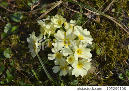 Common primrose 105299108