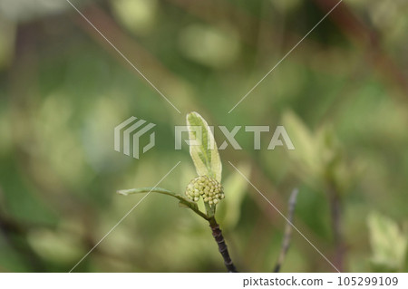 Silver and Gold Red-osier Dogwood 105299109