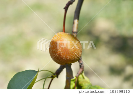 Japanese pear 105299110
