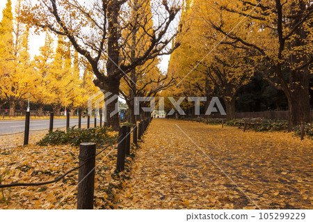 Landscape image with ginkgo Landscape image with ginkgo 105299229