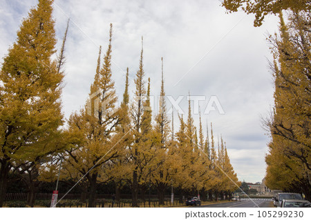 Landscape image with ginkgo Landscape image with ginkgo 105299230