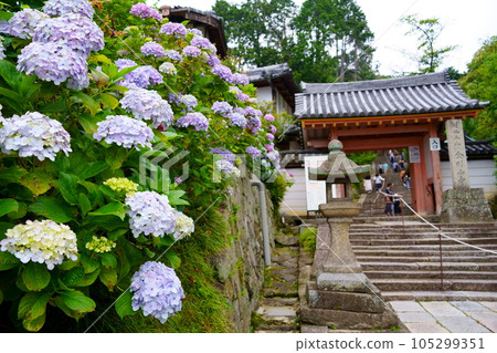八田寺大門和繡球花(奈良縣大和郡山市) 八田寺大門和繡球花(奈良縣大和郡山市) 105299351