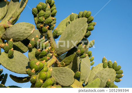 Fresh succulent cactus closeup on blue sky. Green plant cactus with spines and dried flowers. Large green cactus close-up with young shoots. Fresh succulent cactus closeup on blue sky. Green plant cactus with spines and dried flowers. Large green cactus close-up with young shoots. 105299394