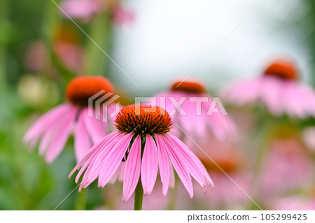 紫錐菊盛開 105299425