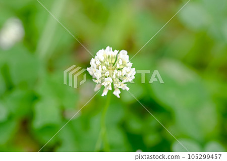 白三葉草 105299457