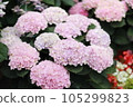 Colorful hydrangea 105299823