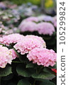 Pink hydrangea 105299824
