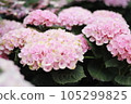 pink hydrangea wet in the rain 105299825