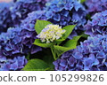 Hydrangea blooming in the rainy season 105299826